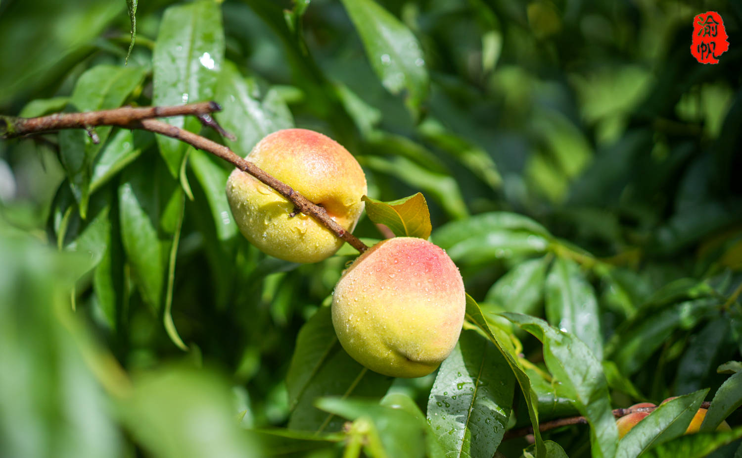 潼南采摘:大仑山的黄桃熟了,果香扑鼻,吃起来还是小时候的味道_全国