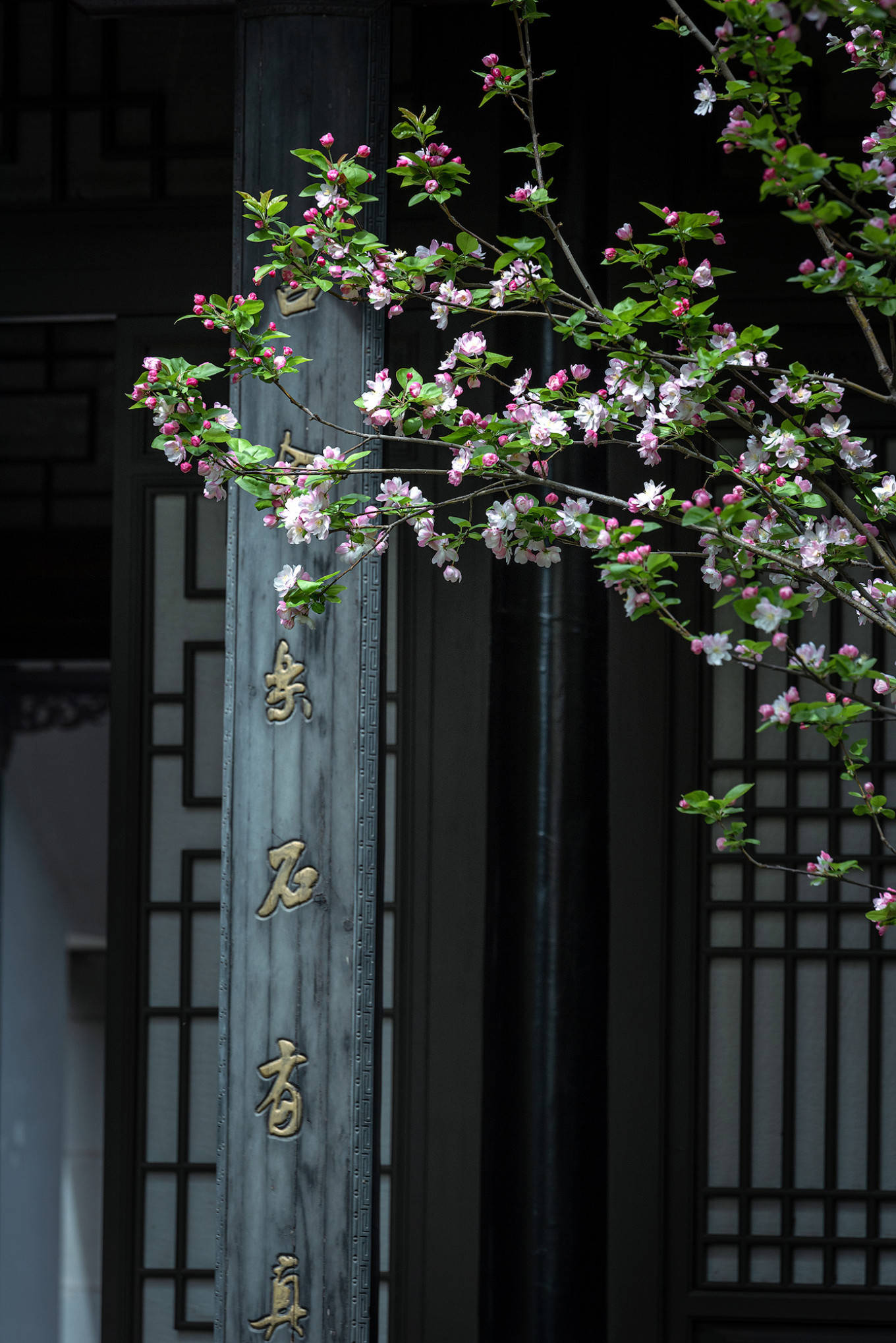 谢江,罗磊,刘韬 淮安府署后花园_花朵_衙门口_亭台楼阁