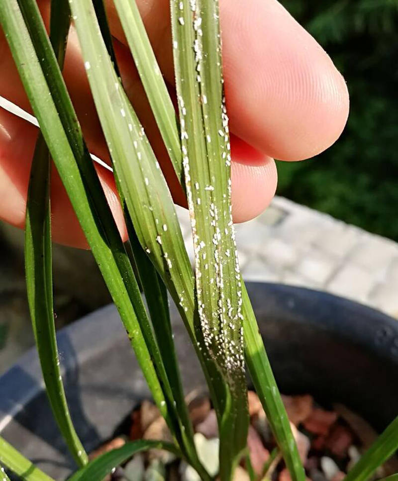 总之,对于防治兰花蚧壳虫害,我们应早发现快防治,抓住最佳杀虫时机