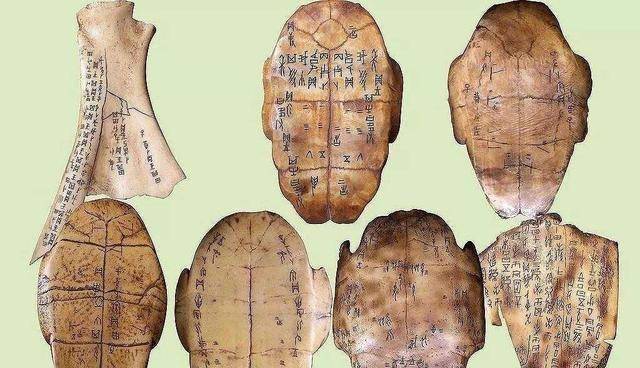 从乌龟到蓍草,占卜界动物与植物的较量,隐藏着中国历史的密码_东西