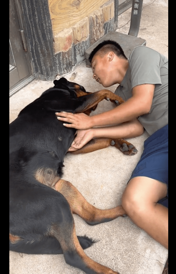 以后不要再轻易惹狗狗生气啦,后果真的会很严重呢!