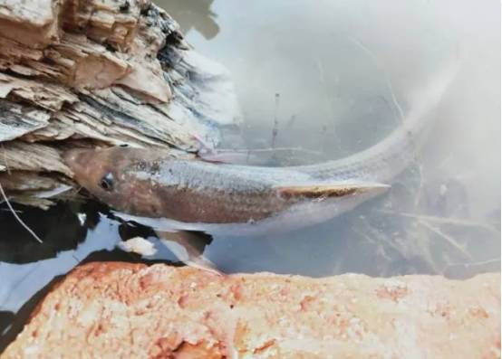 黄河铜鱼现身宁夏吴忠,喝酒的古人都喜欢,网友:我真没有看见过_鸽子