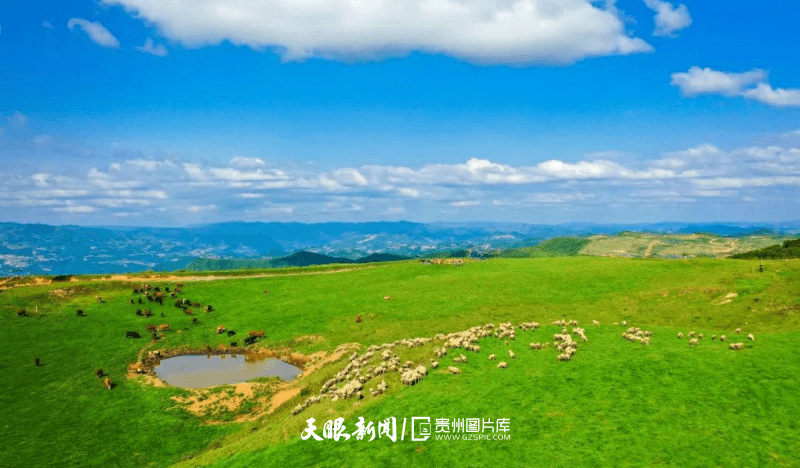 【避暑旅游到贵州】盛夏,总要去一趟威宁大草原吧_自然_草场_芬芳