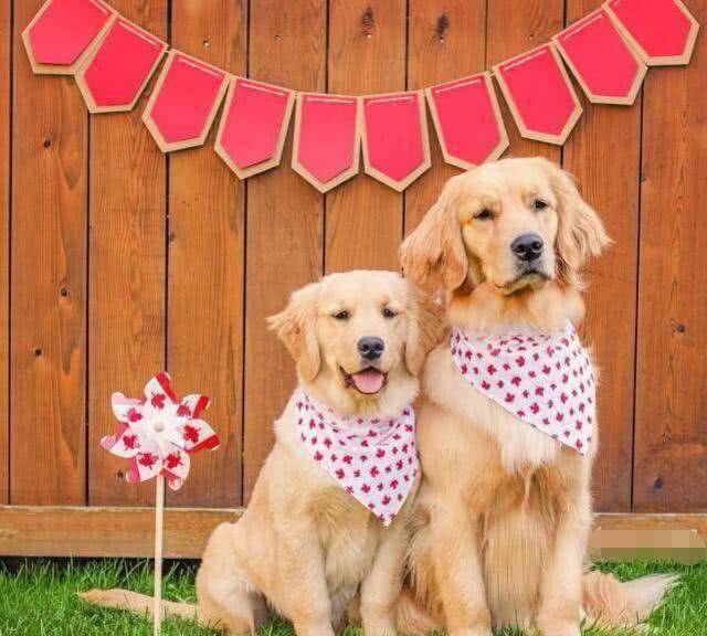 所以以后打算继续喂养,并且朋友还告诉他,可卡犬可比金毛要贵了,而且