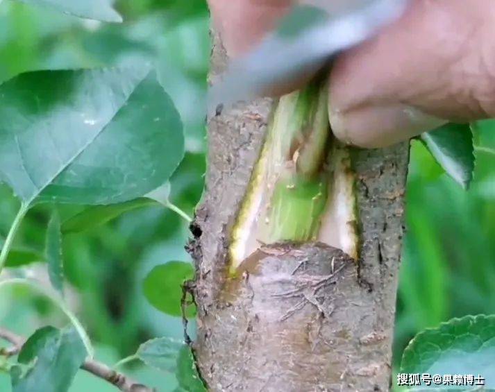 樱桃嫁接的奥秘:如何让樱桃树更早结果,更甜美_进行_砧木_芽接