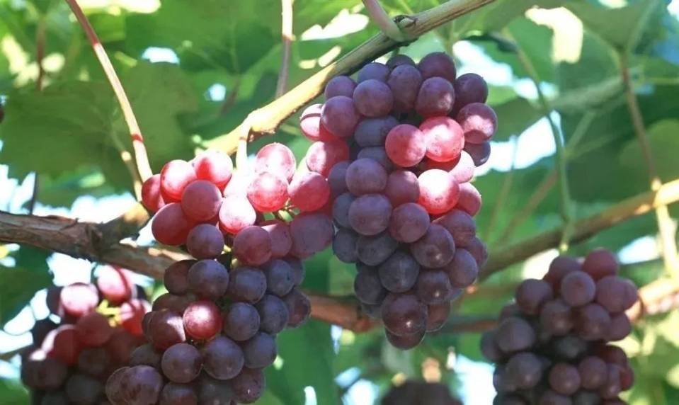 肉脆汁多被誉为"六月雪"西山岛梨树栽培历史悠久成