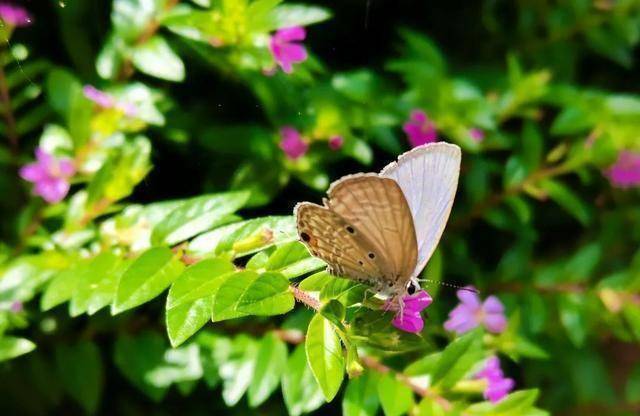 生命之美"天平杯随手拍"大赛作品展播_花朵_干警_栾花