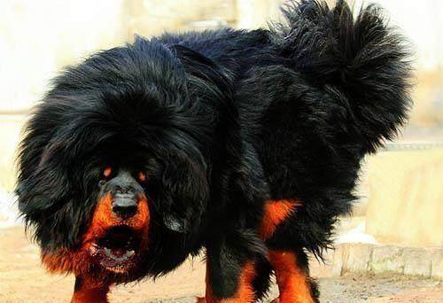 世界最凶猛的狗狗是美国比特犬吗?