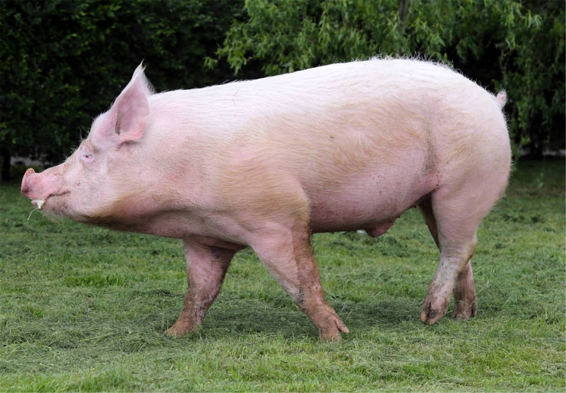 母猪流白色分泌物的正常表现和不正常表现有哪些?