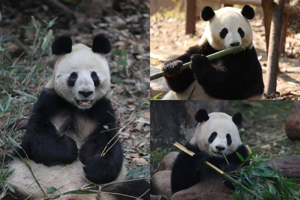 大熊猫迎迎去世图片