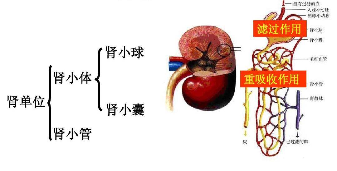 尿液出现这几种情况,可能是肾出问题了_肾脏_检测_身体