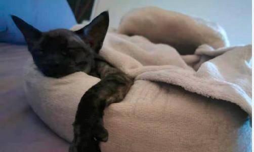 谢霆锋沉迷撸猫无心工作,曾带着乌龟开演唱会_miso_海龟_微博