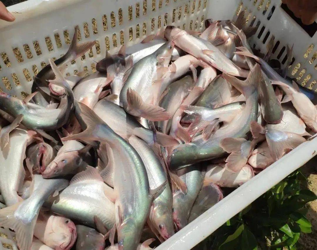 超市几块钱一包的巴沙鱼,能放心吃吗_鱼肉_养殖_价格