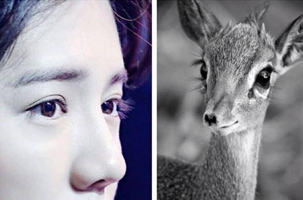 郑爽_感觉_小时候