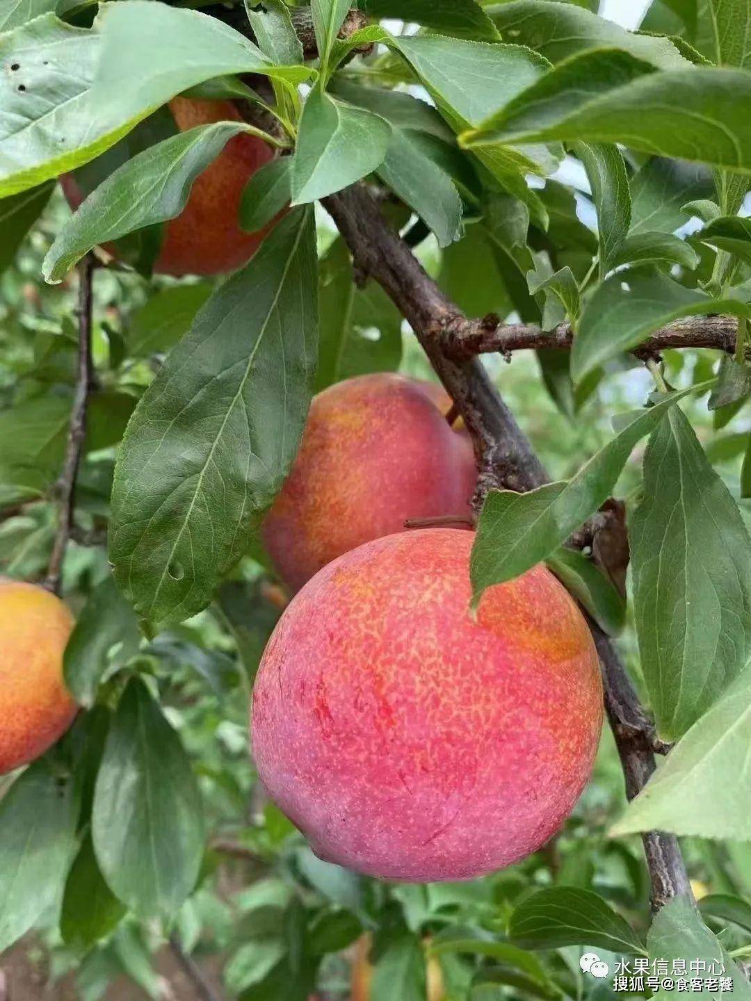 中国李子分布地图_种植_恐龙蛋_新疆