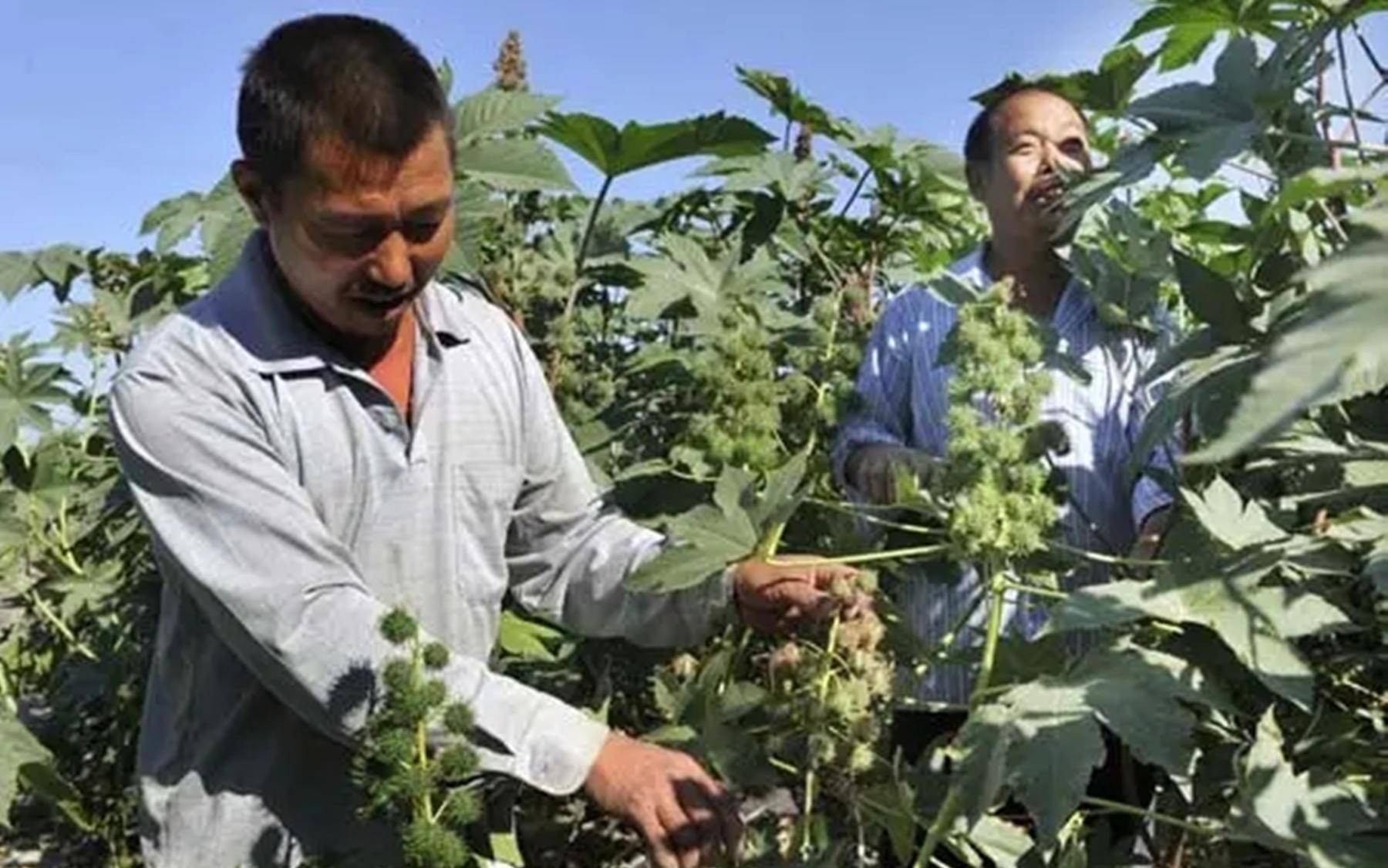 提高蓖麻在中毒盐碱地上的产量和品质