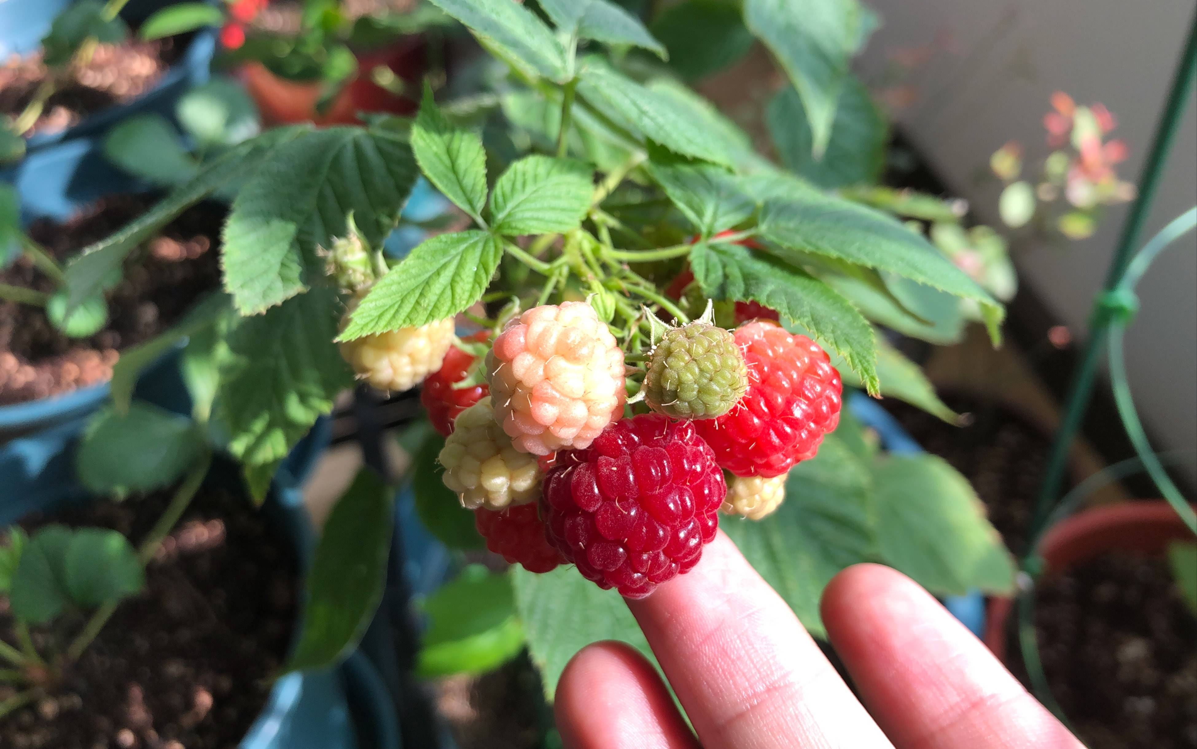 & 空难40天后幸存的4名儿童,教会了我们这些_果实_朱炜强_薄荷