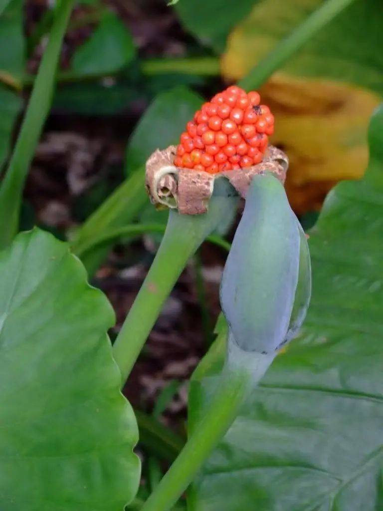 & 空难40天后幸存的4名儿童,教会了我们这些_果实_朱炜强_薄荷