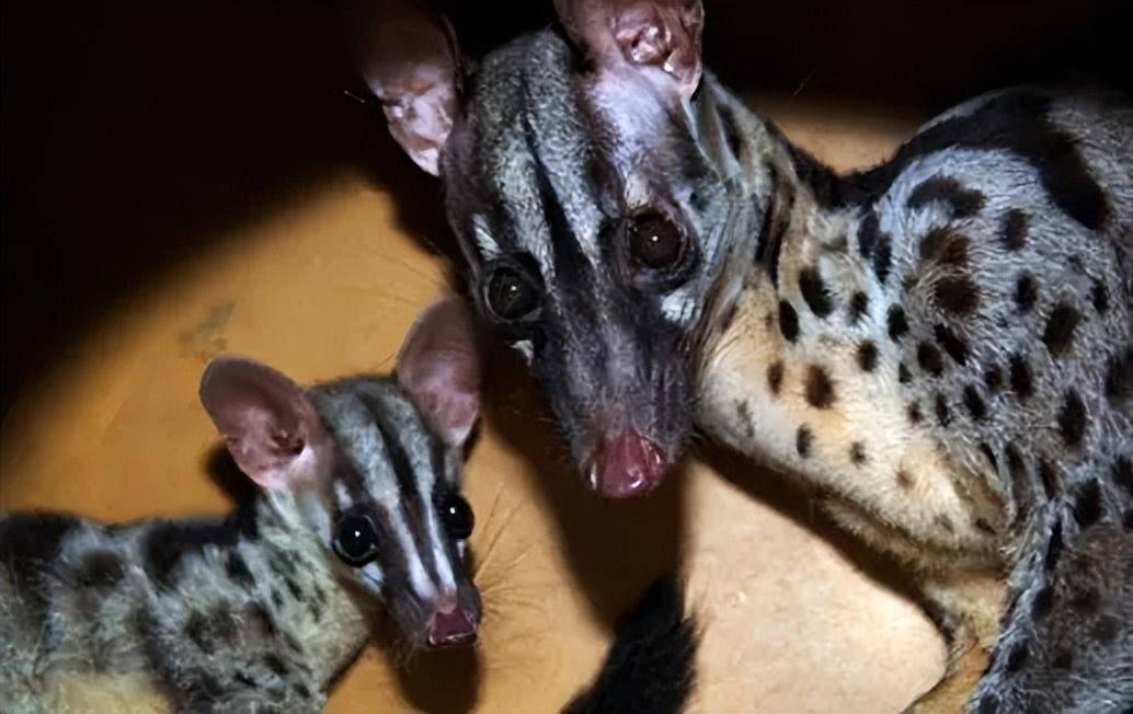 八小时交配:马岛缟狸的惊人之谜揭秘!_繁殖_竞争_保护