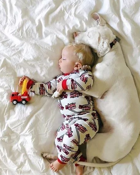 狗狗与萌娃,超治愈组合!_守护_爸妈_朋友