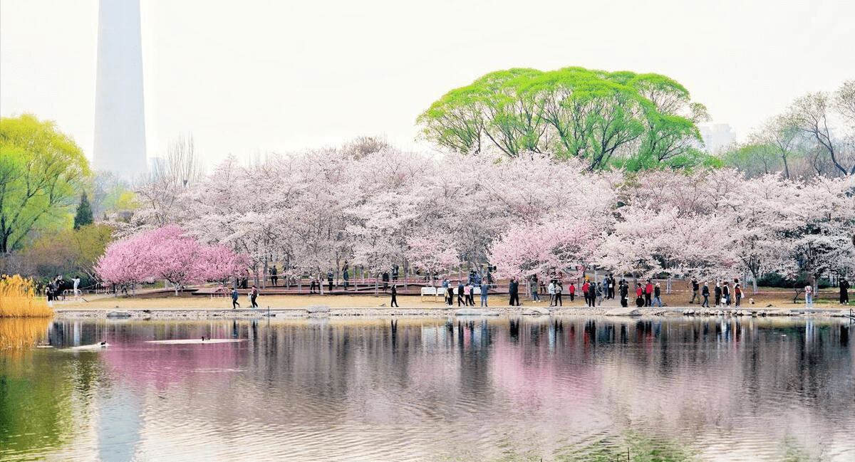 春游北京,赏樱花,玉渊潭公园等你来