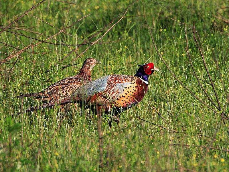 农村其他动物越来越少,可是野鸡越来越多,这是为啥呢?_朋友_庄稼_人类