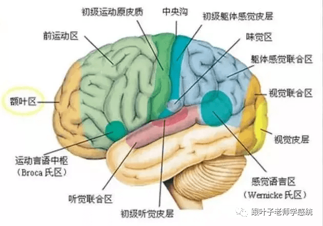 前庭发育不良图片