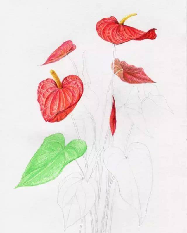 美术匠:超细步骤佛焰苞彩铅教程,轻松掌握彩铅画技巧_花朵_叶子_关系