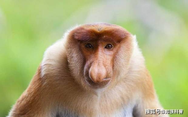 15种罕见稀奇的动物,长鼻猴食生果胃胀,叶角蛙伪装成落叶捕食_生活