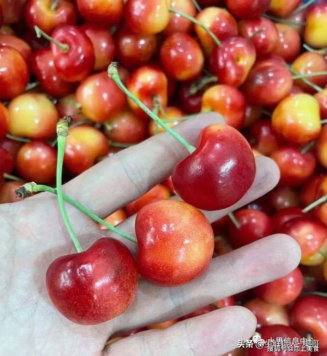 车厘子天花板,号称是最甜的车厘子_白樱桃_skylar_rae