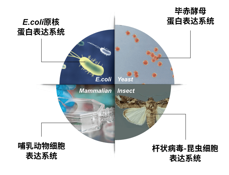 重组蛋白表达和纯化_方法_生产_系统
