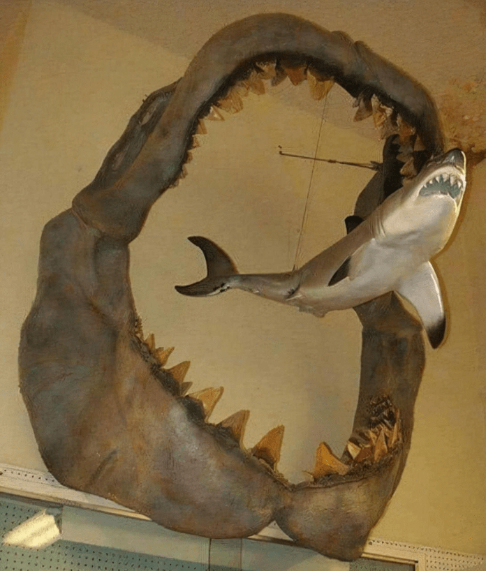 巨齿鲨vs帝王鳄简笔画图片