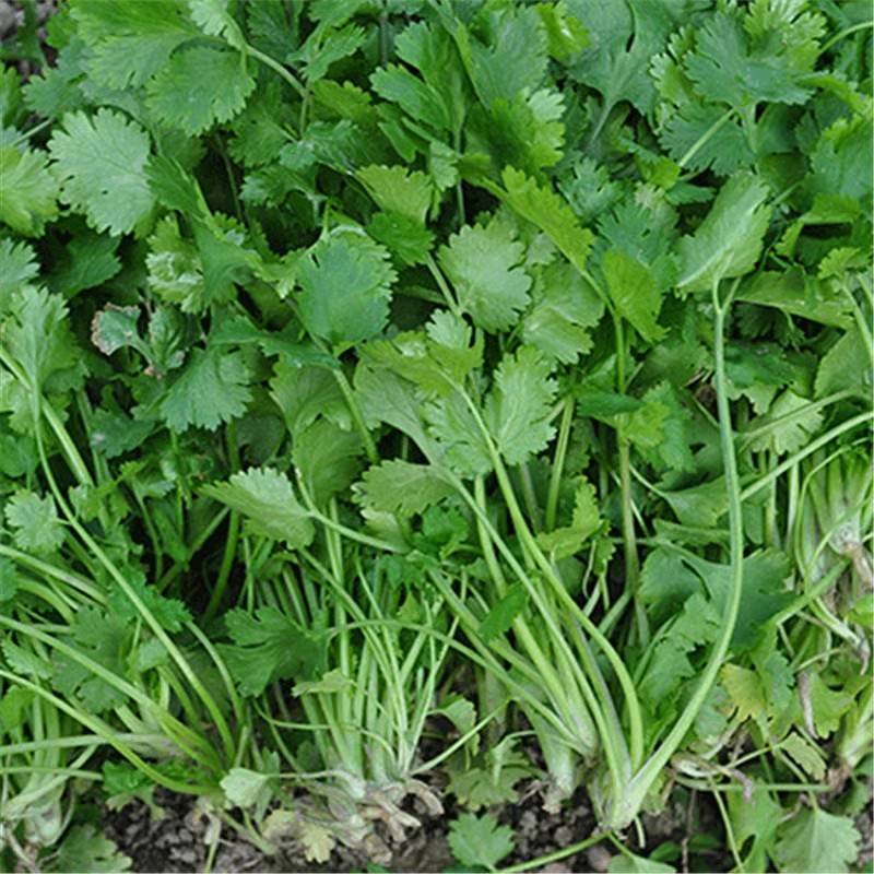 芫荽:一种重要的芳香植物_叶子_香菜_日照