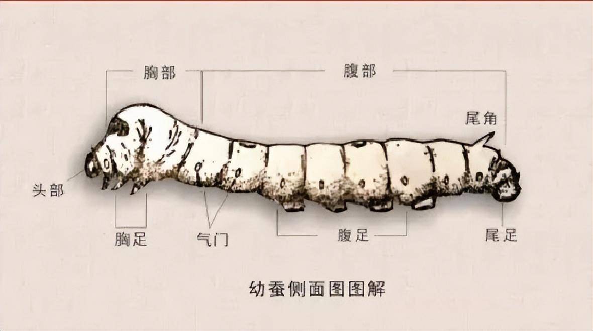 蚕的身体器官图片