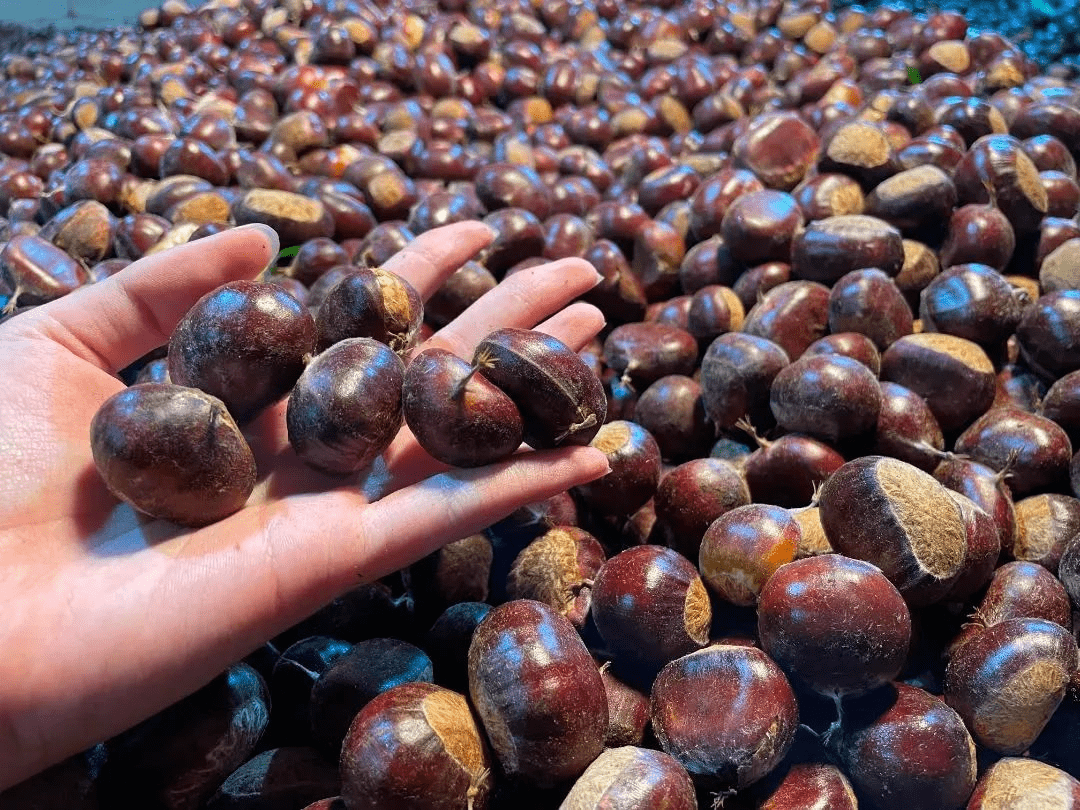 产值超2亿 禄劝屏山街道板栗飘香_产业_产品_交易