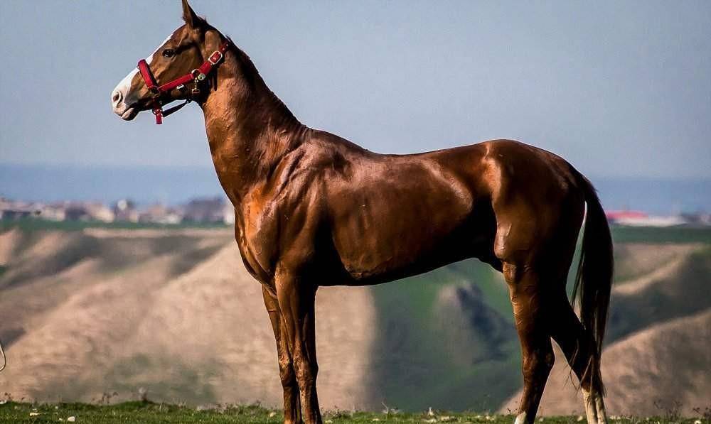 1945年6月24日胜利大阅兵:朱可夫骑的马是"汗血宝马"吗?_阿哈尔捷_元