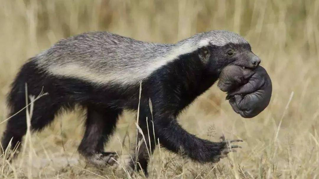 非洲蜜獾为什么这么猛?高不足1米重仅10千克,从哪来的勇气?