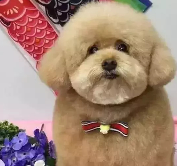 泰迪胖成"小绵羊",主人以为是虚胖,剃毛后:原来都是肉_生活_人们_宠物