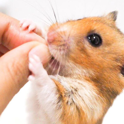 仓鼠也会拆家,饲主为"奖励"鼠鼠,拿出了酸酸的橘子_主人_品种_时候