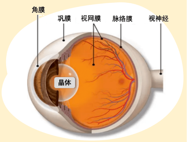 临床上常说的眼底是指从晶状体往后的眼球内部结构,包括视网膜,眼底