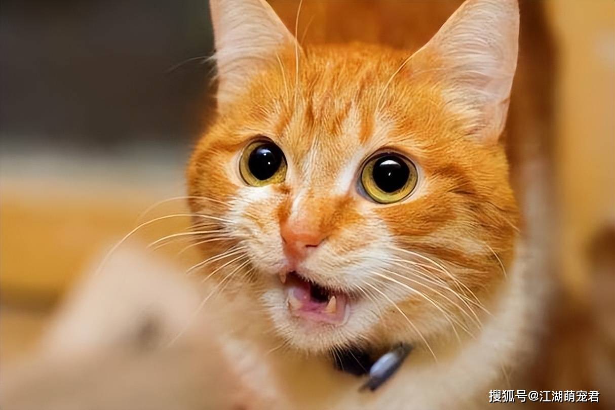 猫咪爱叫,其实传达的"信号"很多,你知道多少呢?_叫声_声音_主人
