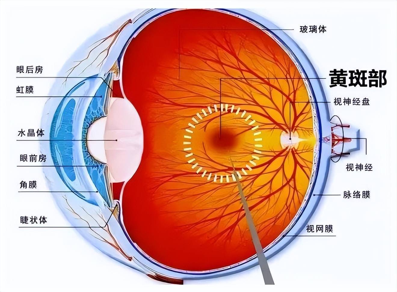 太疯狂了（验孕棒泡在可乐里）验孕棒泡在可乐里会怎么样图片 第3张