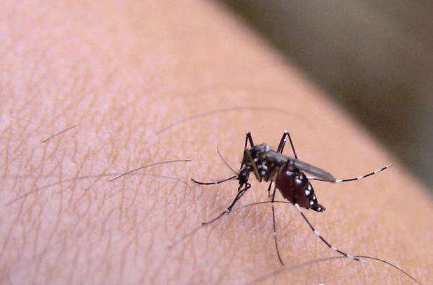 所以秋天怀孕的孕妇蚊,会拼劲全力产下卵,并保证卵能够存活.