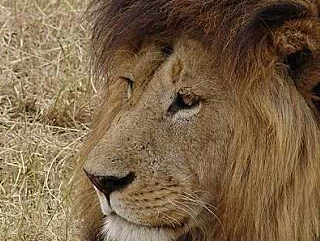 自然界三大传奇狮王，第一位曾以一敌四，最后一位被称为狮王之王_莫伦_ 