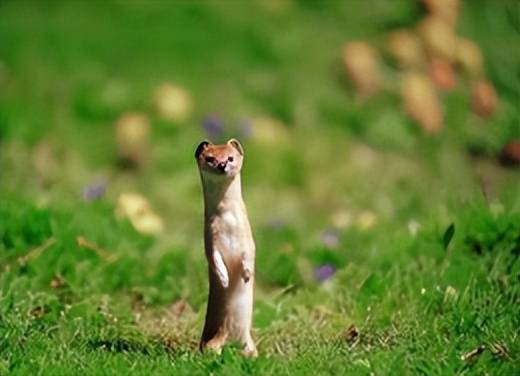 这东西,人称"香鼠",遇险钻石缝,见人就站立,呆萌无比_动物_青藏高原