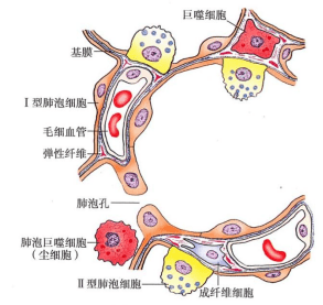 细胞学堂