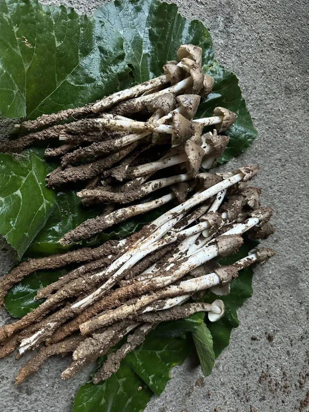 你去年找的"鸡枞窝"今年给还在?