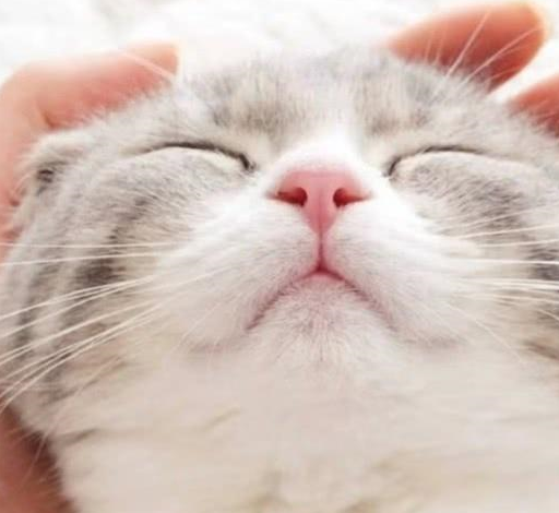 猫主子45度角抬头仰望天空,"杀马特"造型笑喷主人_时间_什么_表情