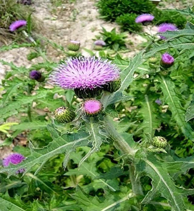 还会被刺到,但是在那饥荒的年代里,却是很多人充饥的口粮,成了救命草