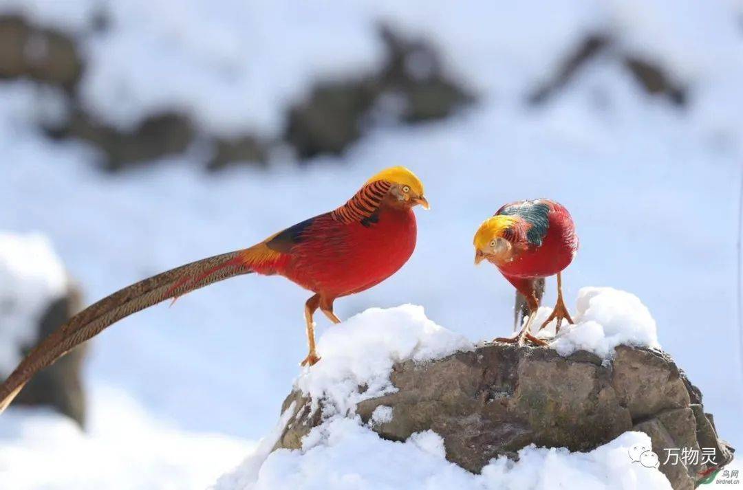 美丽生灵背后的故事_羽毛_红色_鸟类